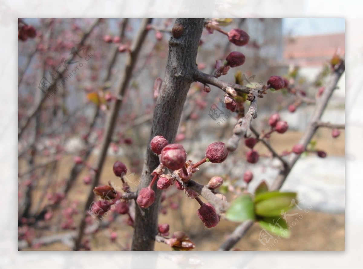 花苞图片