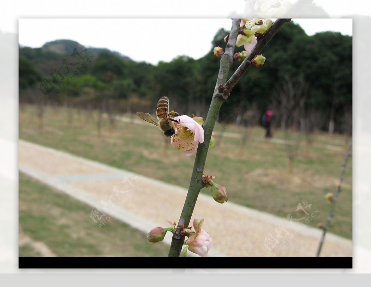 蜜蜂采梅花图图片