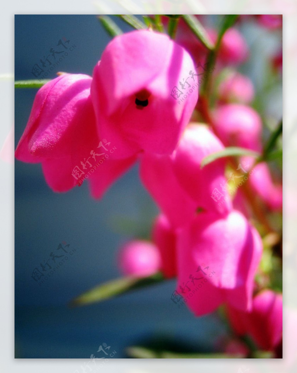 满枝的粉红鲜花图片