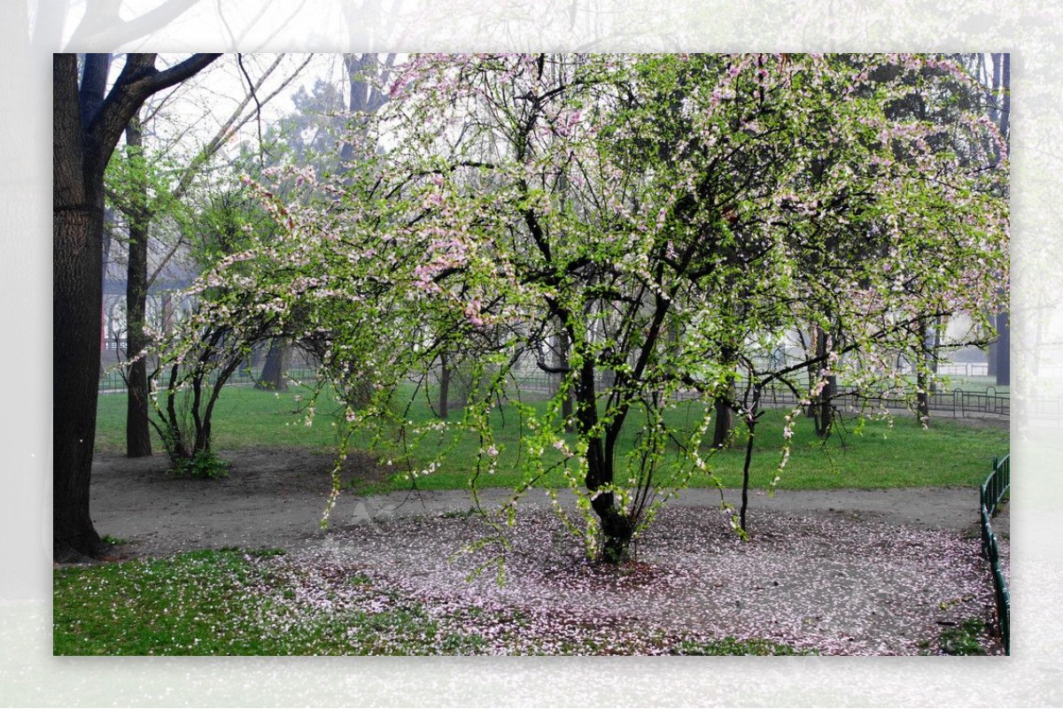 花飛花舞图片