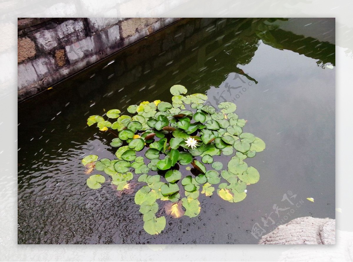 池中莲图片