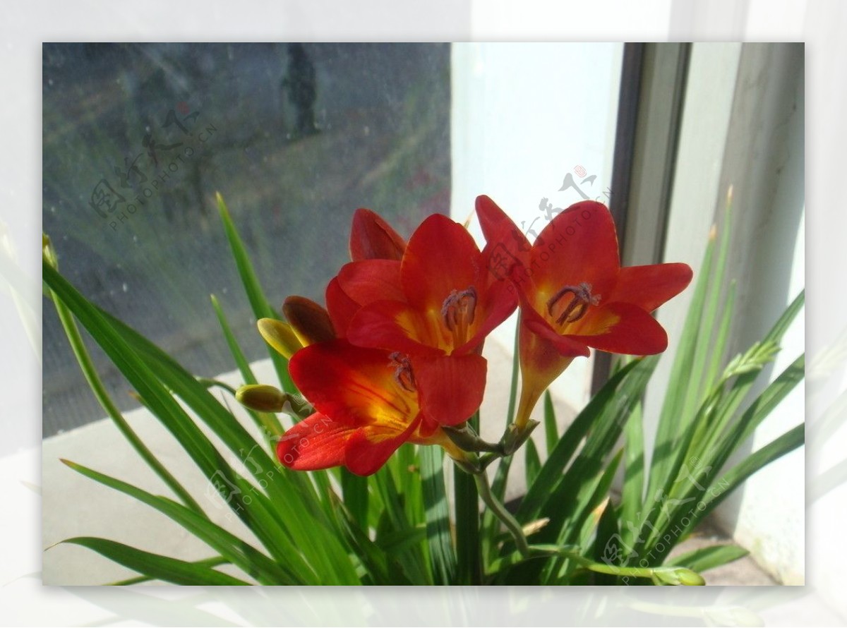 朱顶红花卉花花卉照片花卉素材图片