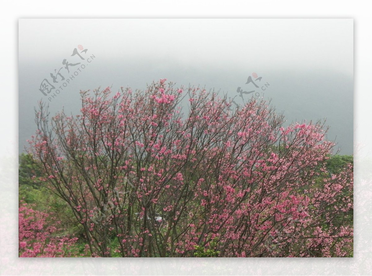 陽明山櫻花图片