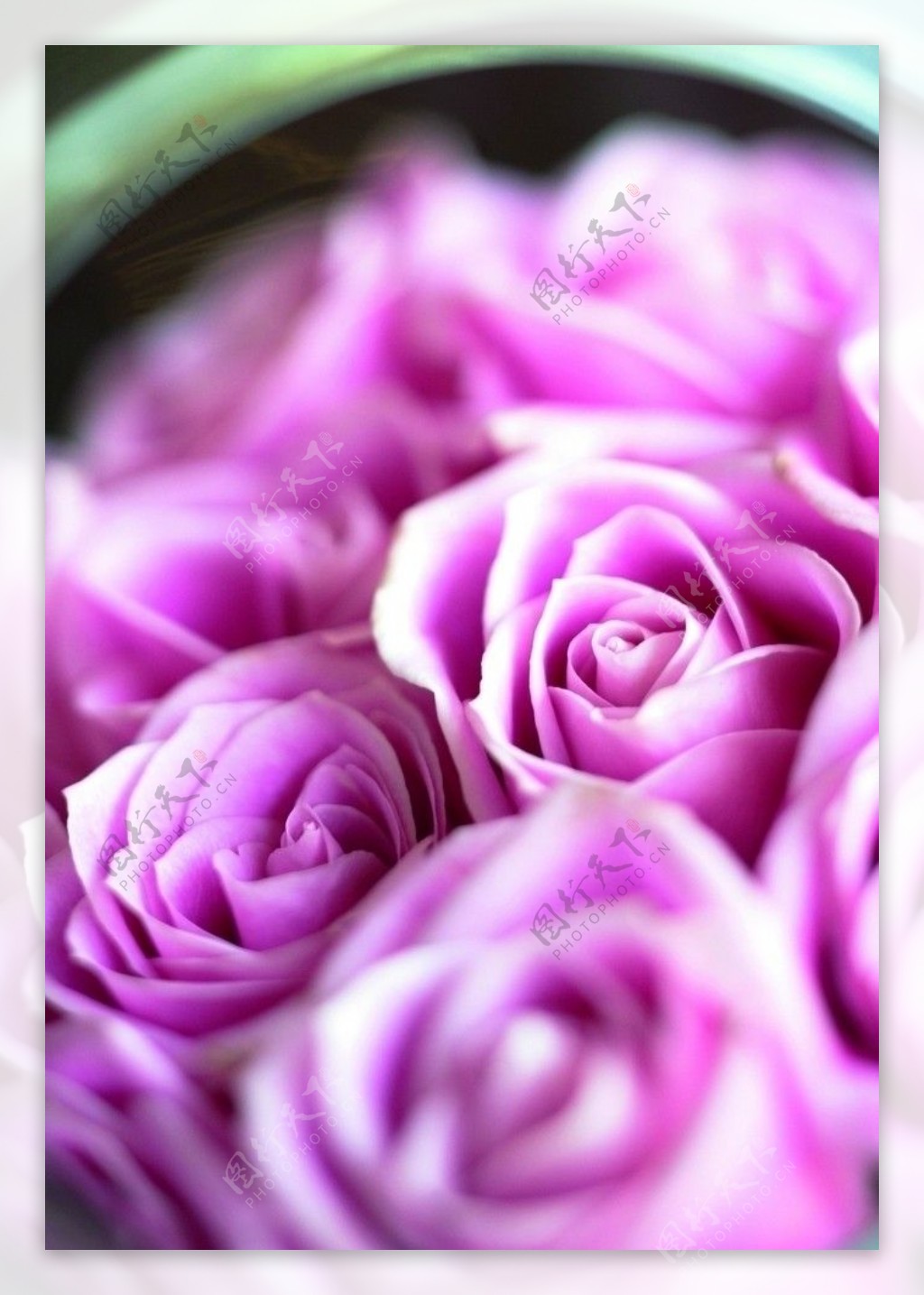 品种和色彩比较罕见的玫瑰花图片_花卉图片_3g图片大全