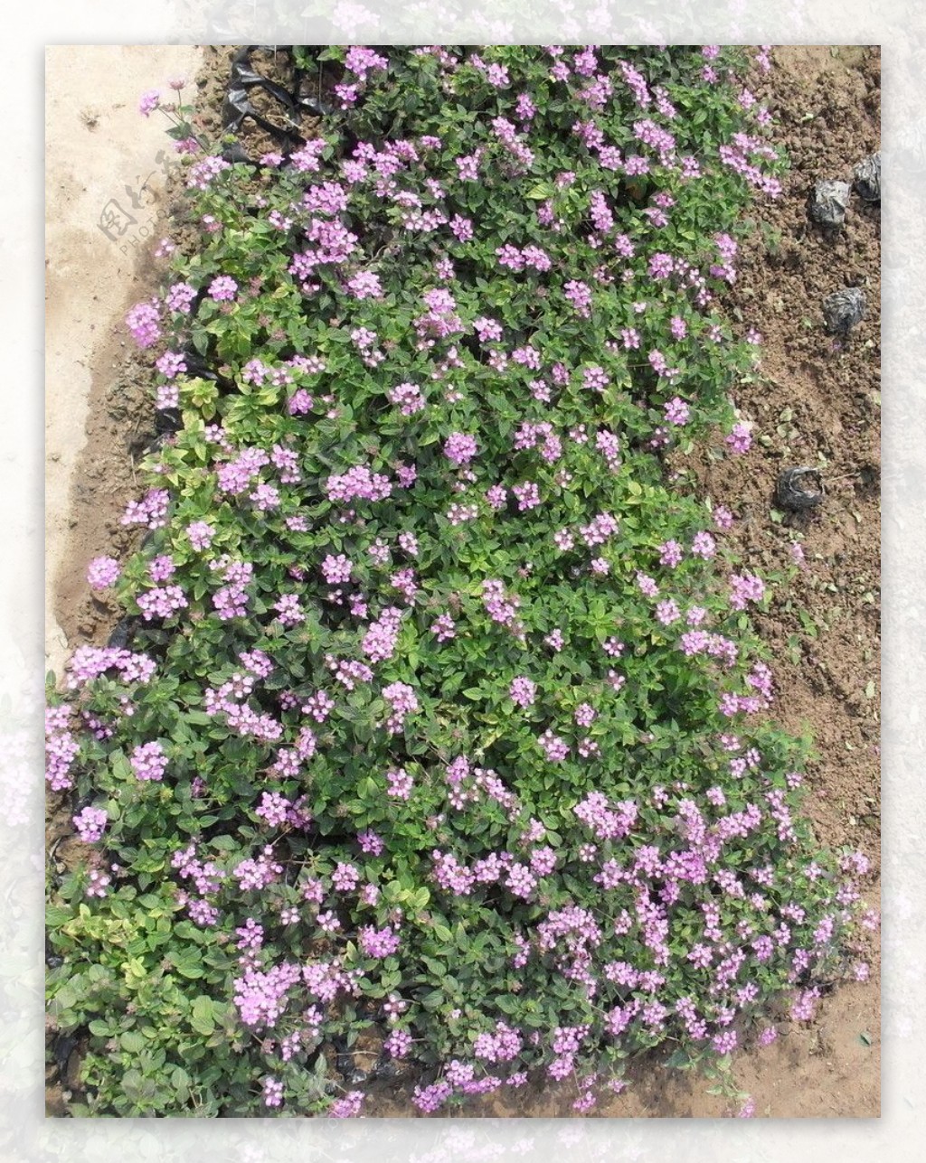 紫花马樱丹图片
