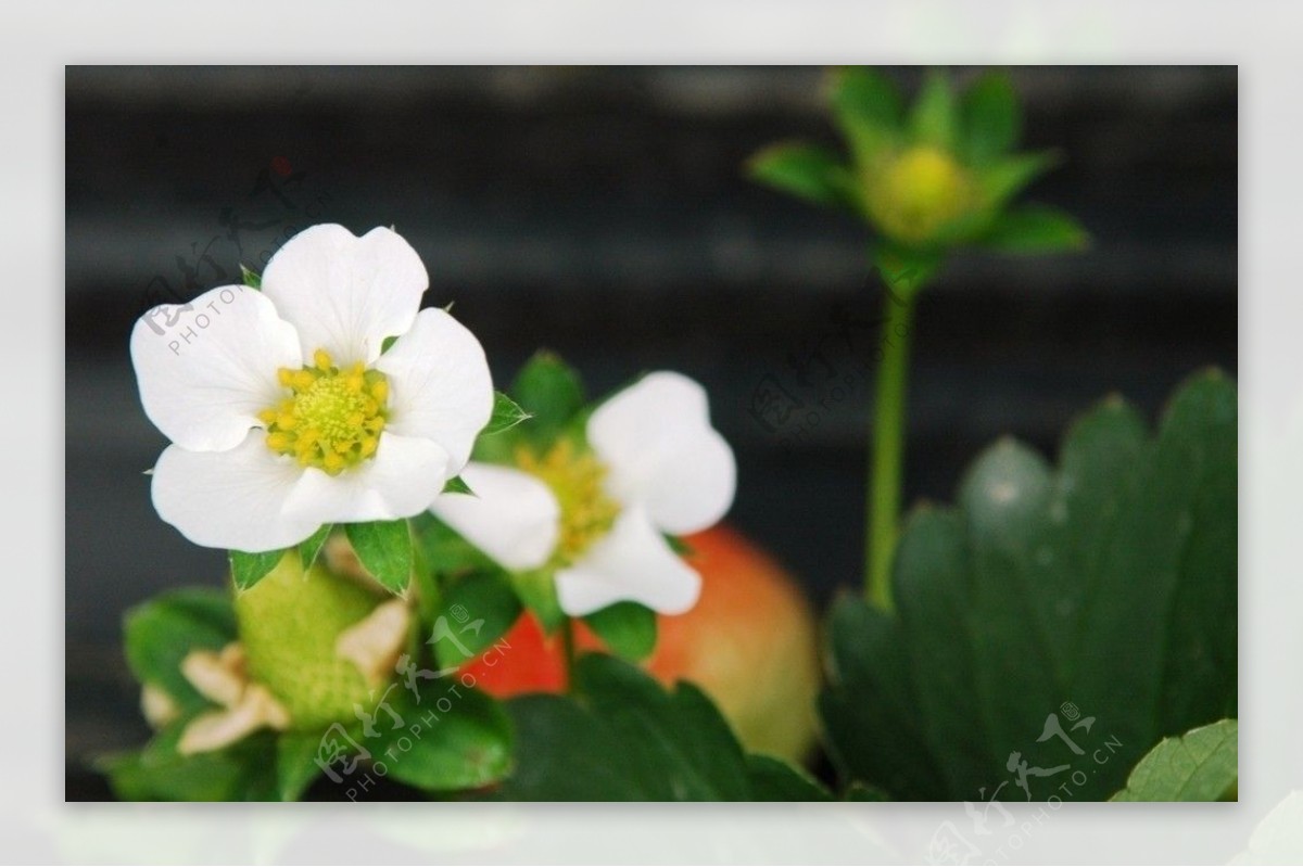 小花草莓花图片