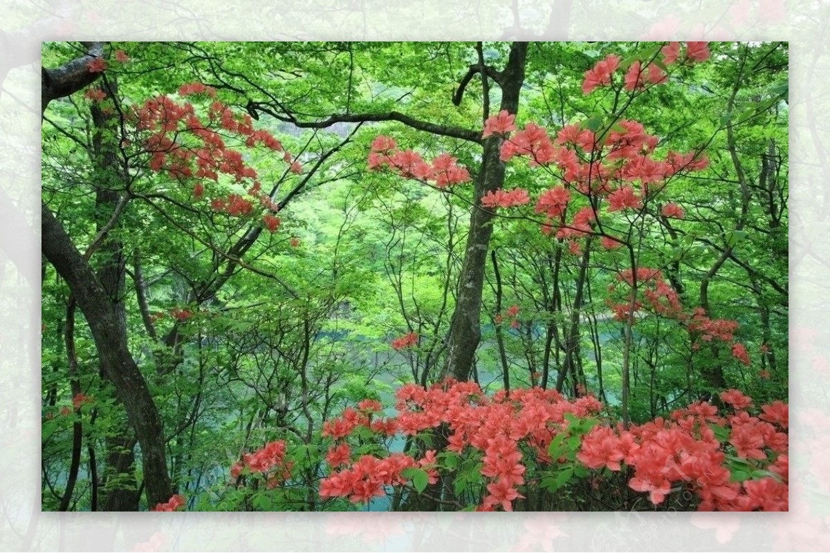 花红叶绿图片