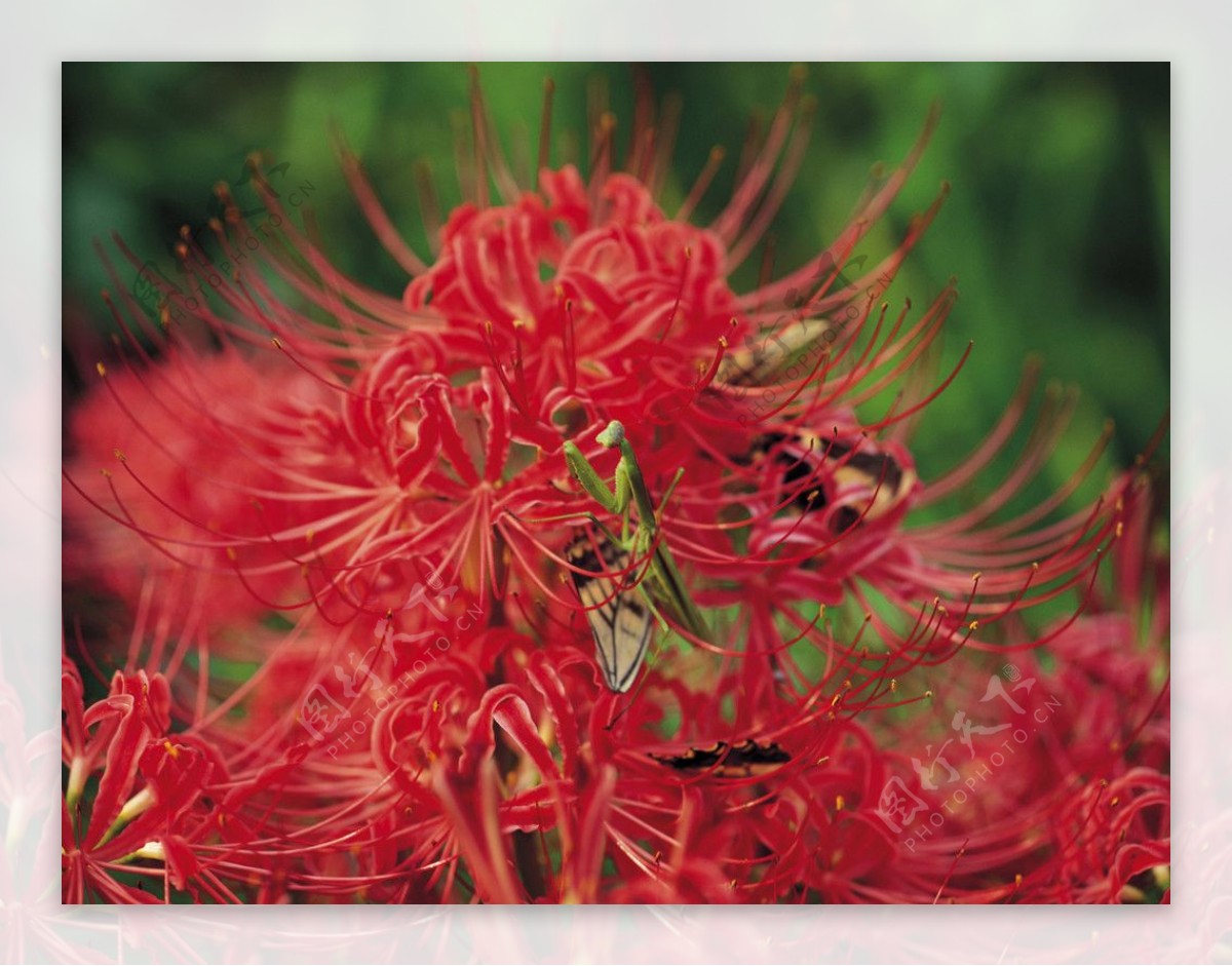 红花与螳螂图片