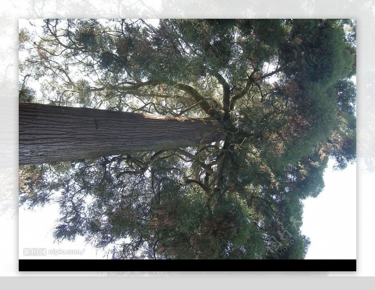 壮丽茂盛的大树图片素材_免费下载_jpg图片格式_高清图片20076_摄图网
