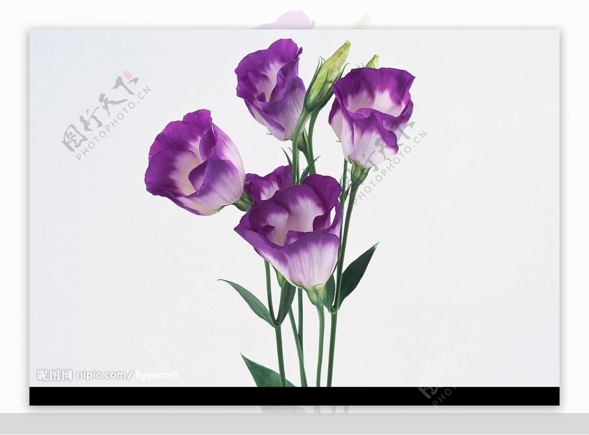 花卉紫色花图片