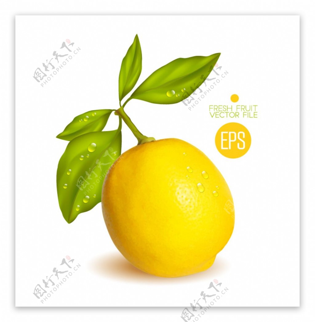 新鲜黄色柠檬矢量素材图片