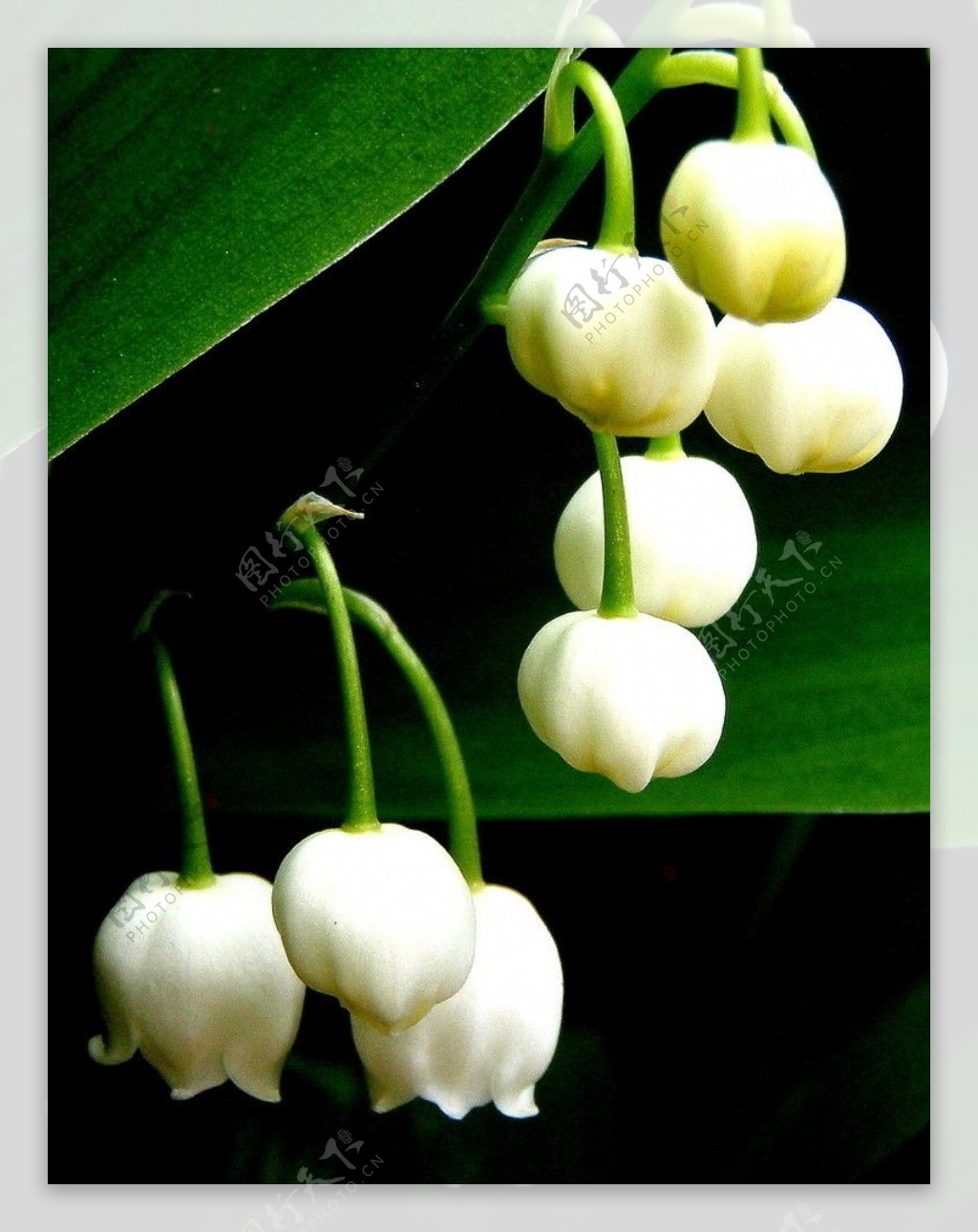 白色铃兰花图片