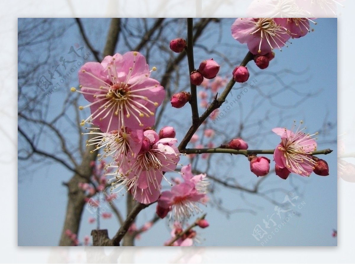 盛开的粉色梅花图片