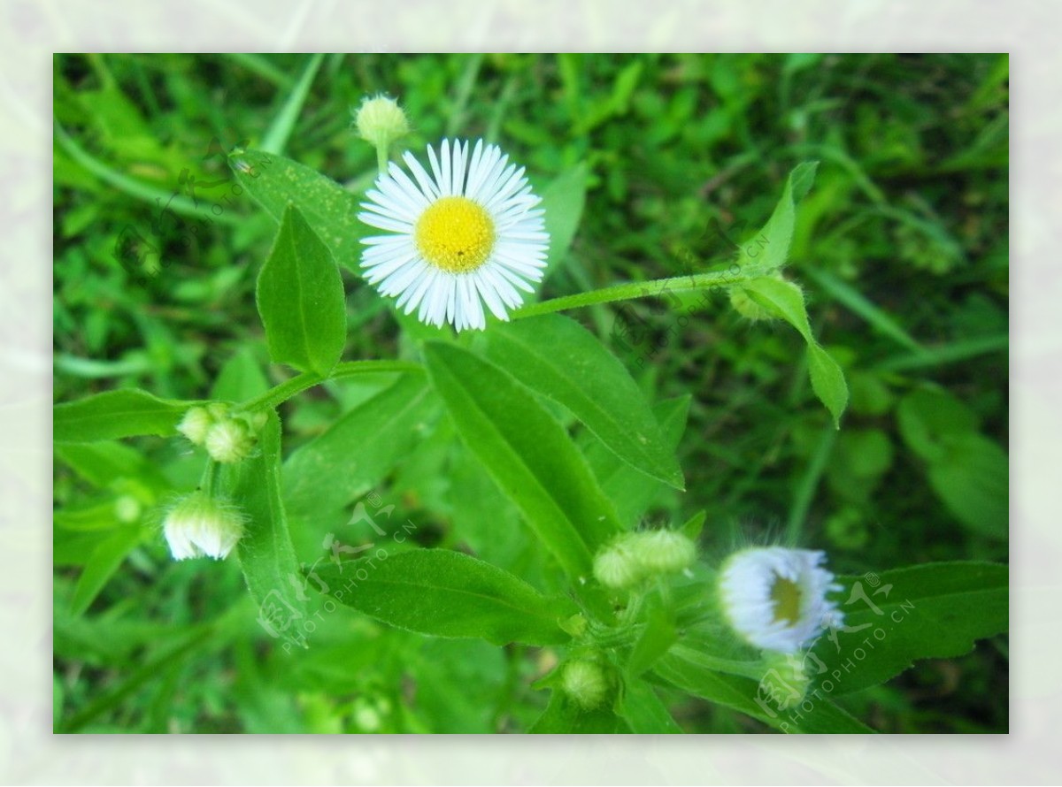 白色野菊花图片