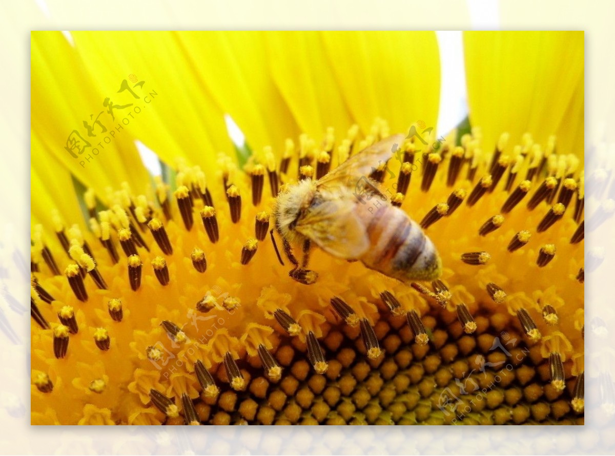 蜜蜂和葵花图片