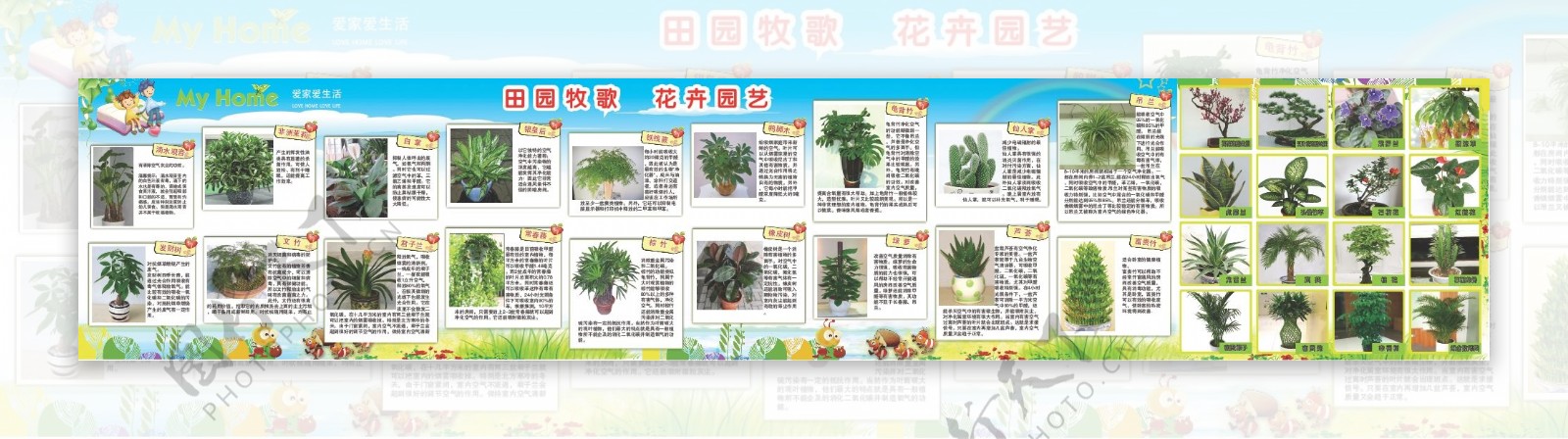 室内植物图片