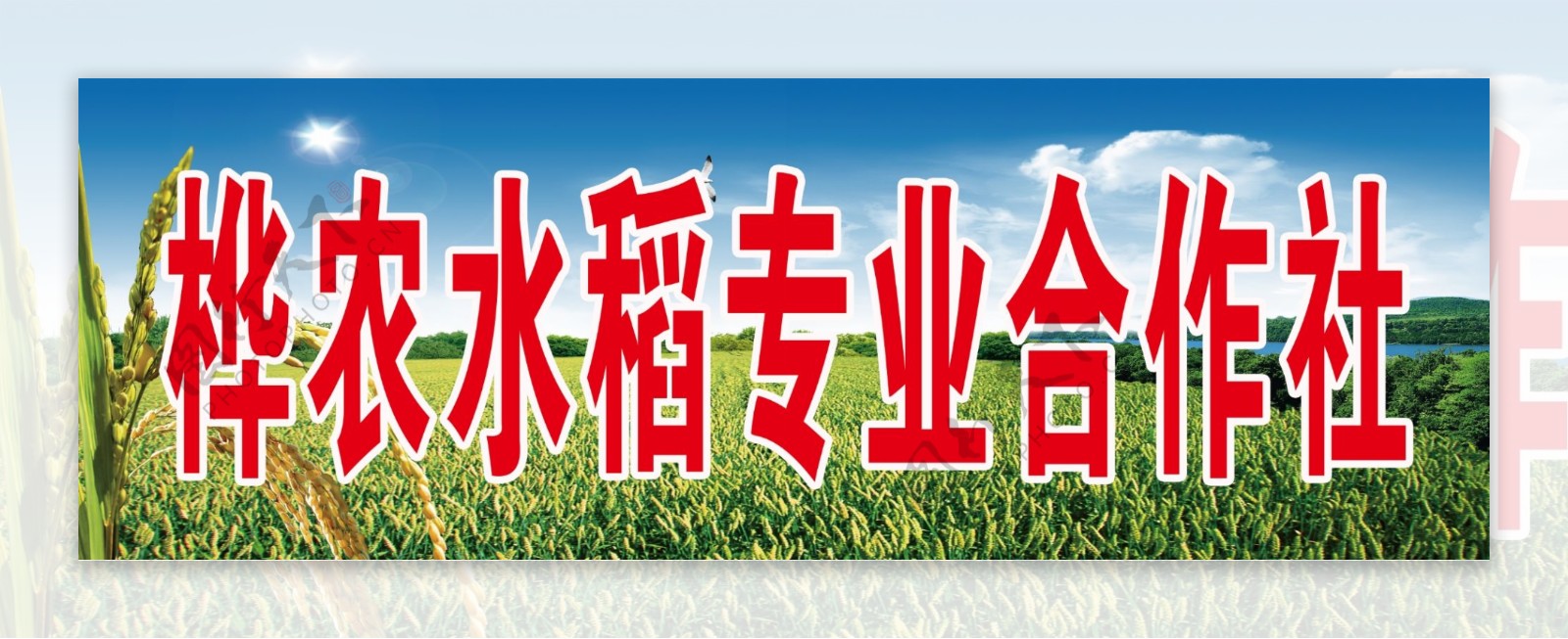 桦农水稻专业合作社图片