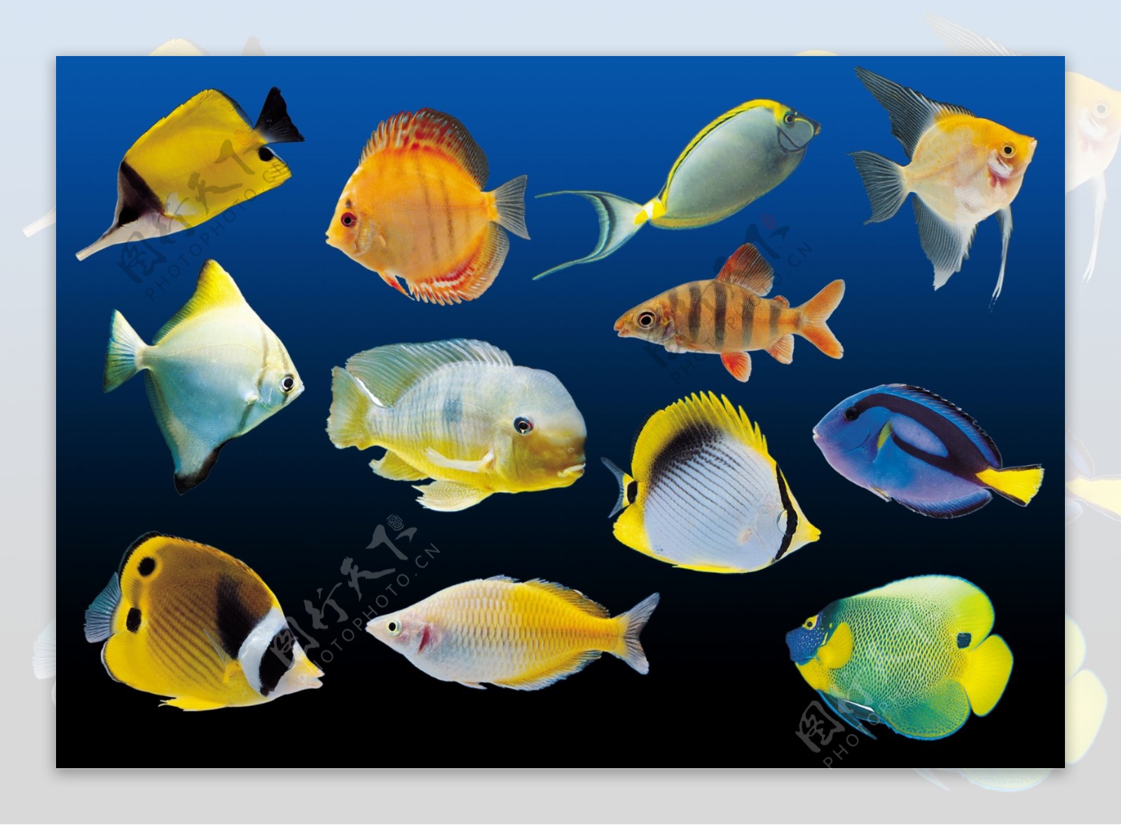 热带鱼素材图片