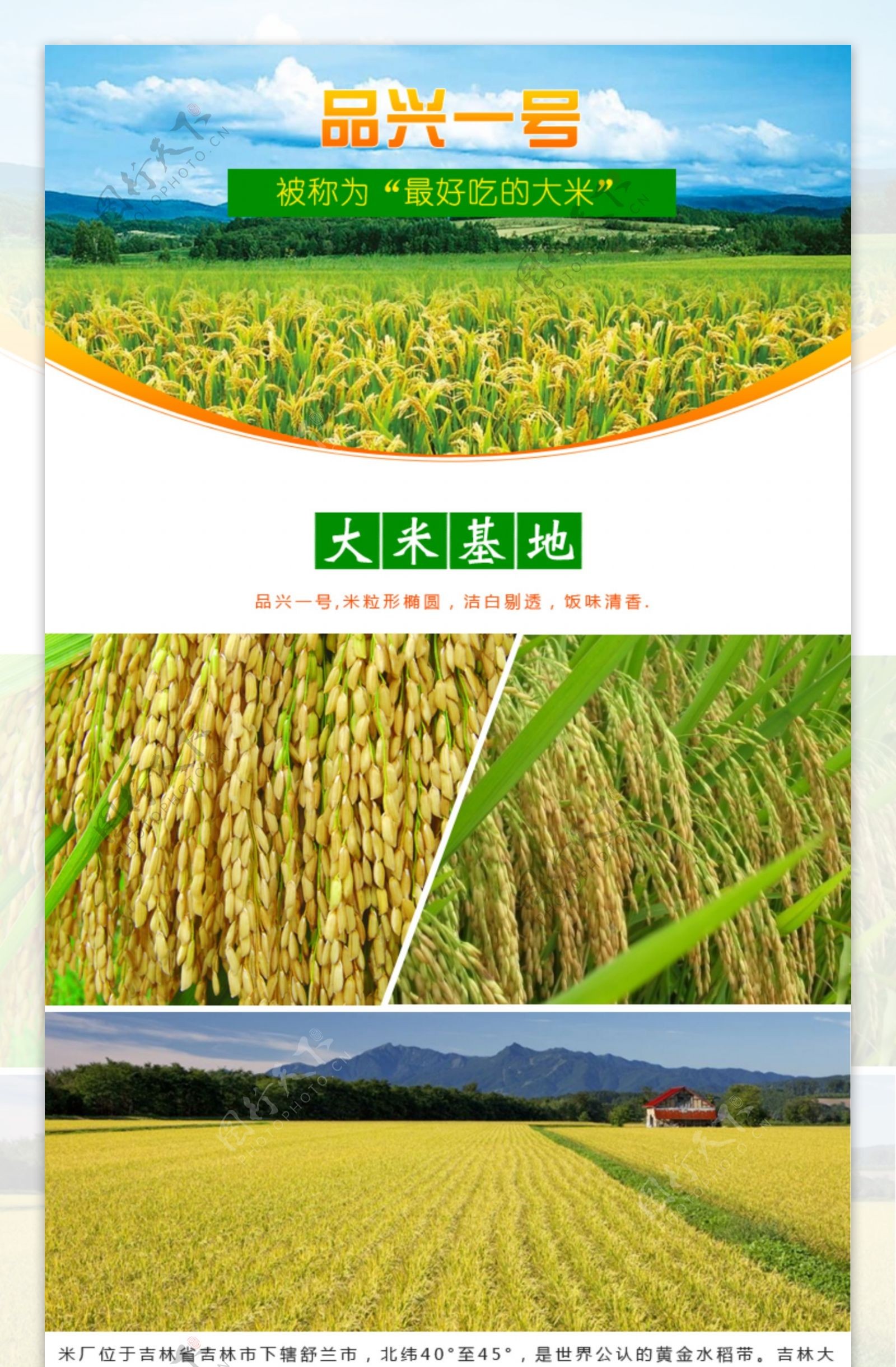 淘宝水稻详情设计图片