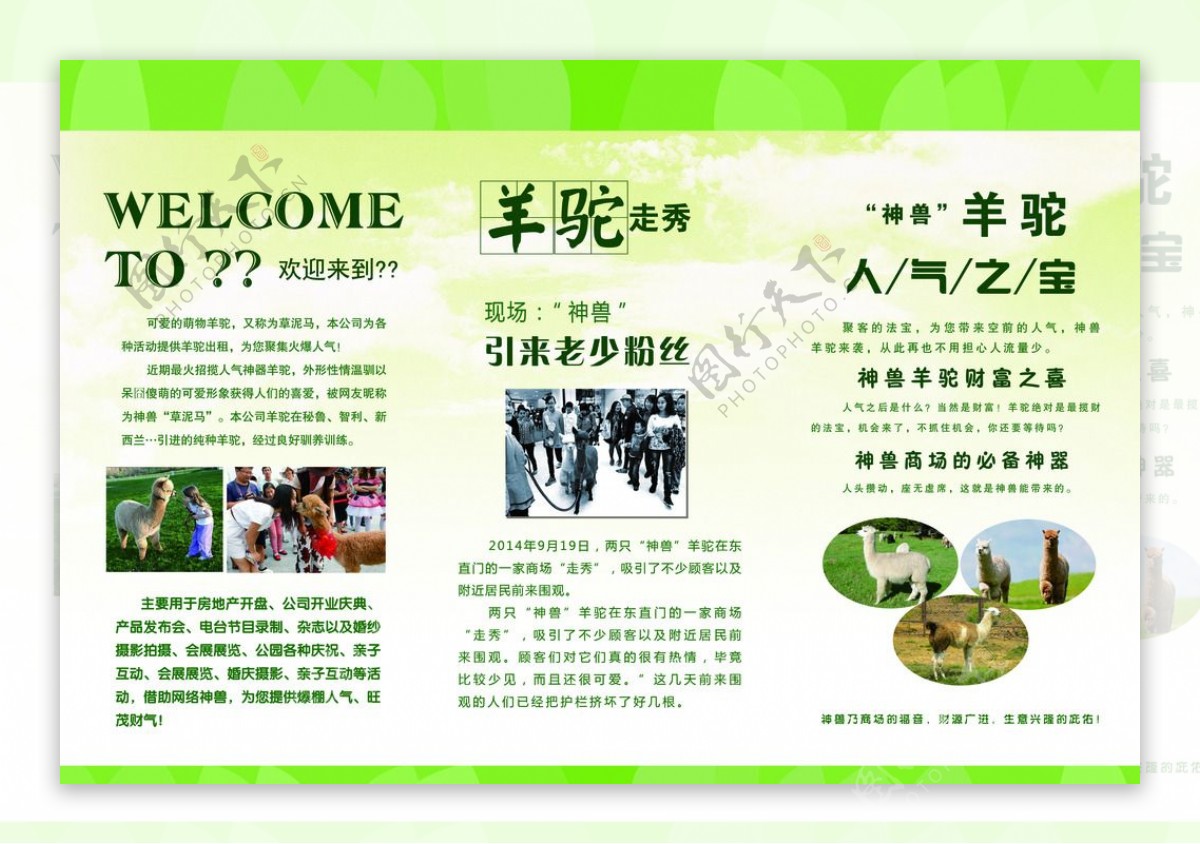 什么地方有卖羊驼的店铺呢