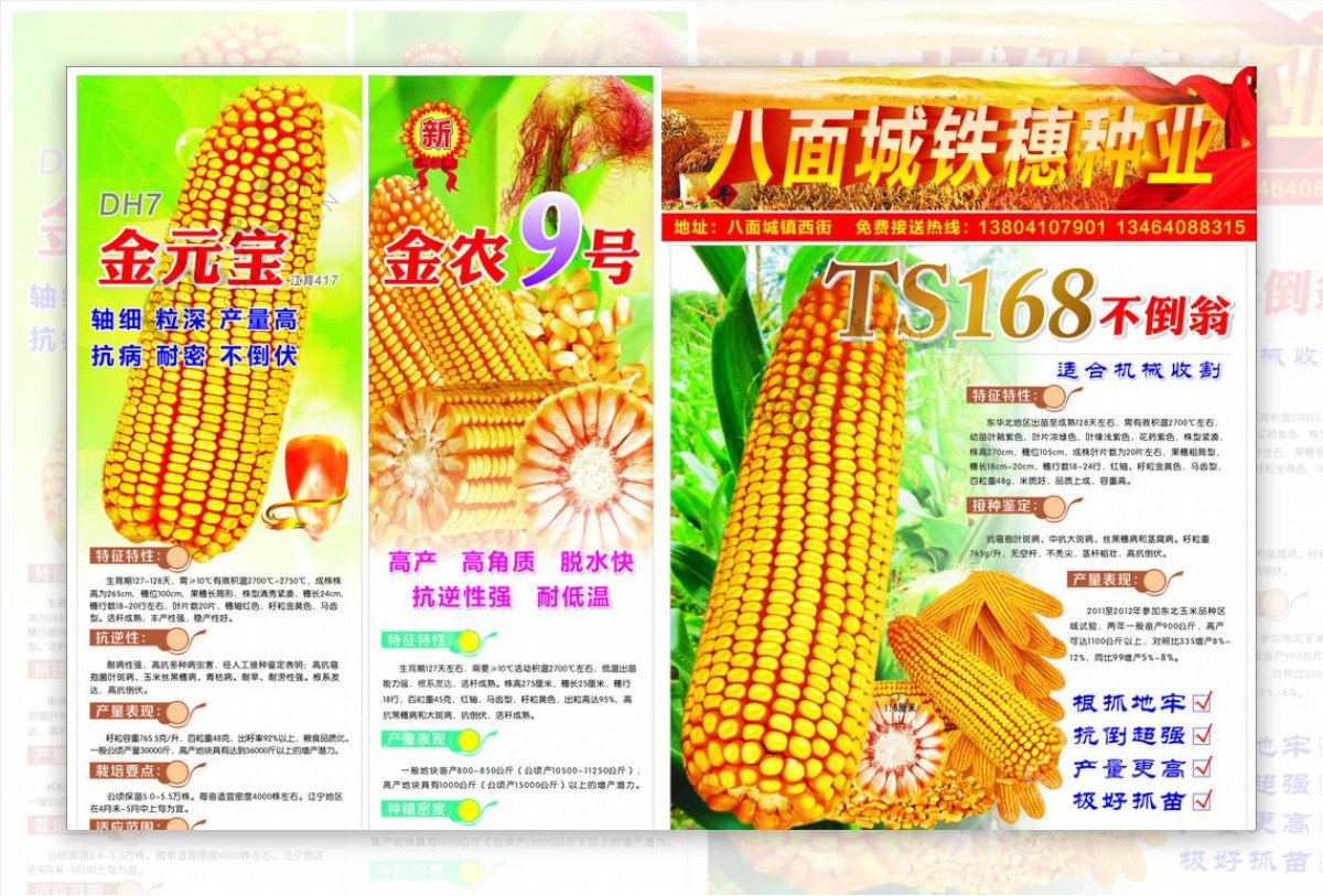 高清玉米种子传单图片