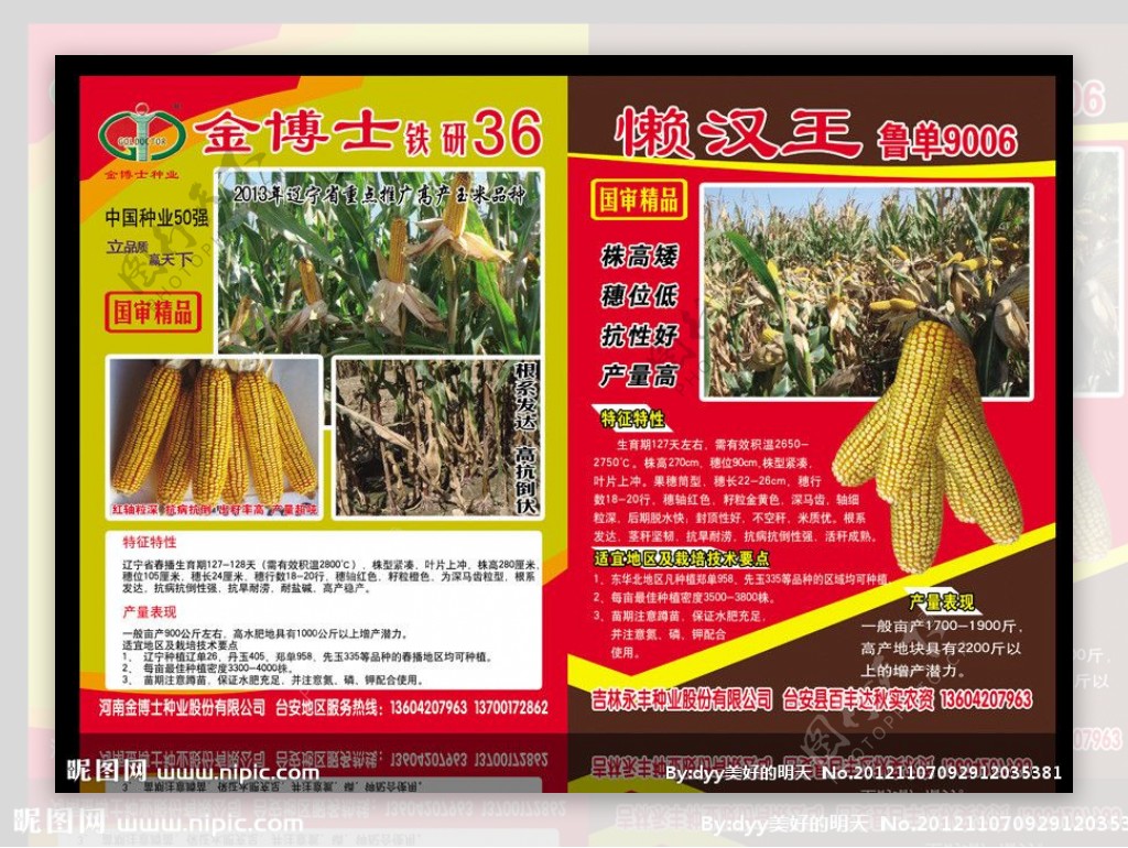 玉米种子玉米彩页图片