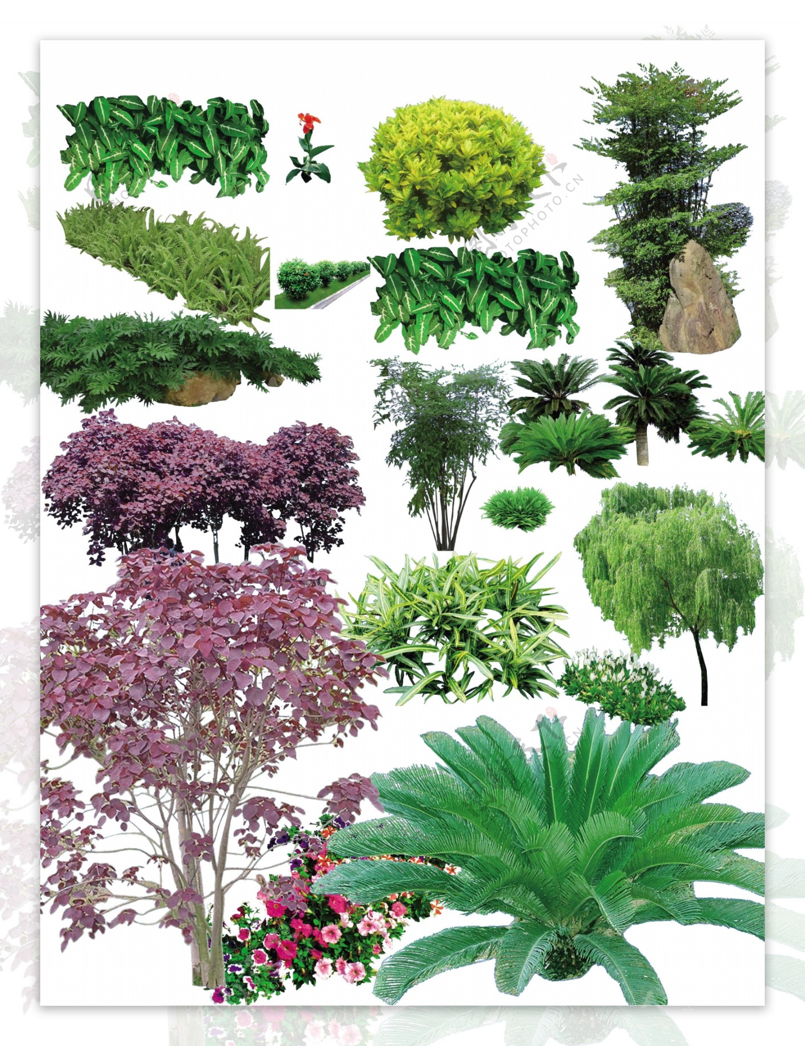 常用园林植物图片