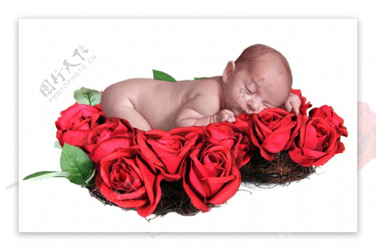 趴在红玫瑰上睡觉的宝宝婴儿图片