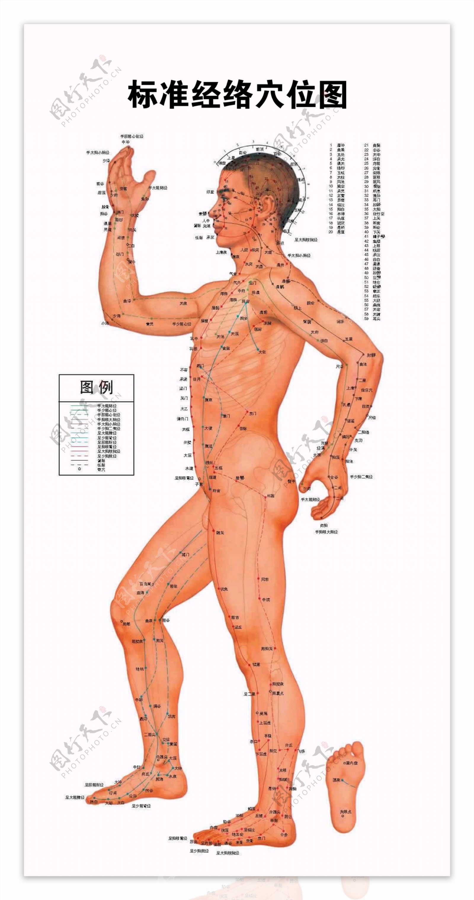 标准经络穴位图侧面图片