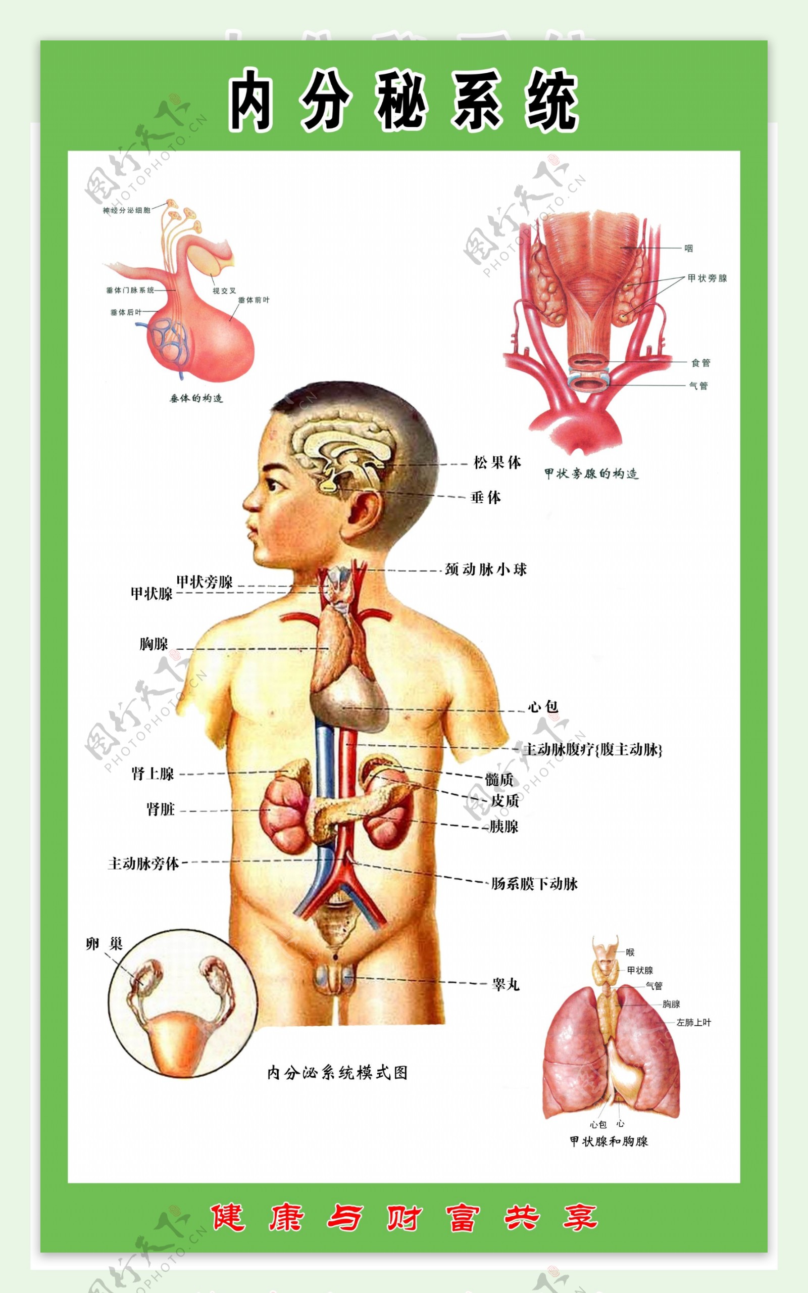 内分泌系统图片