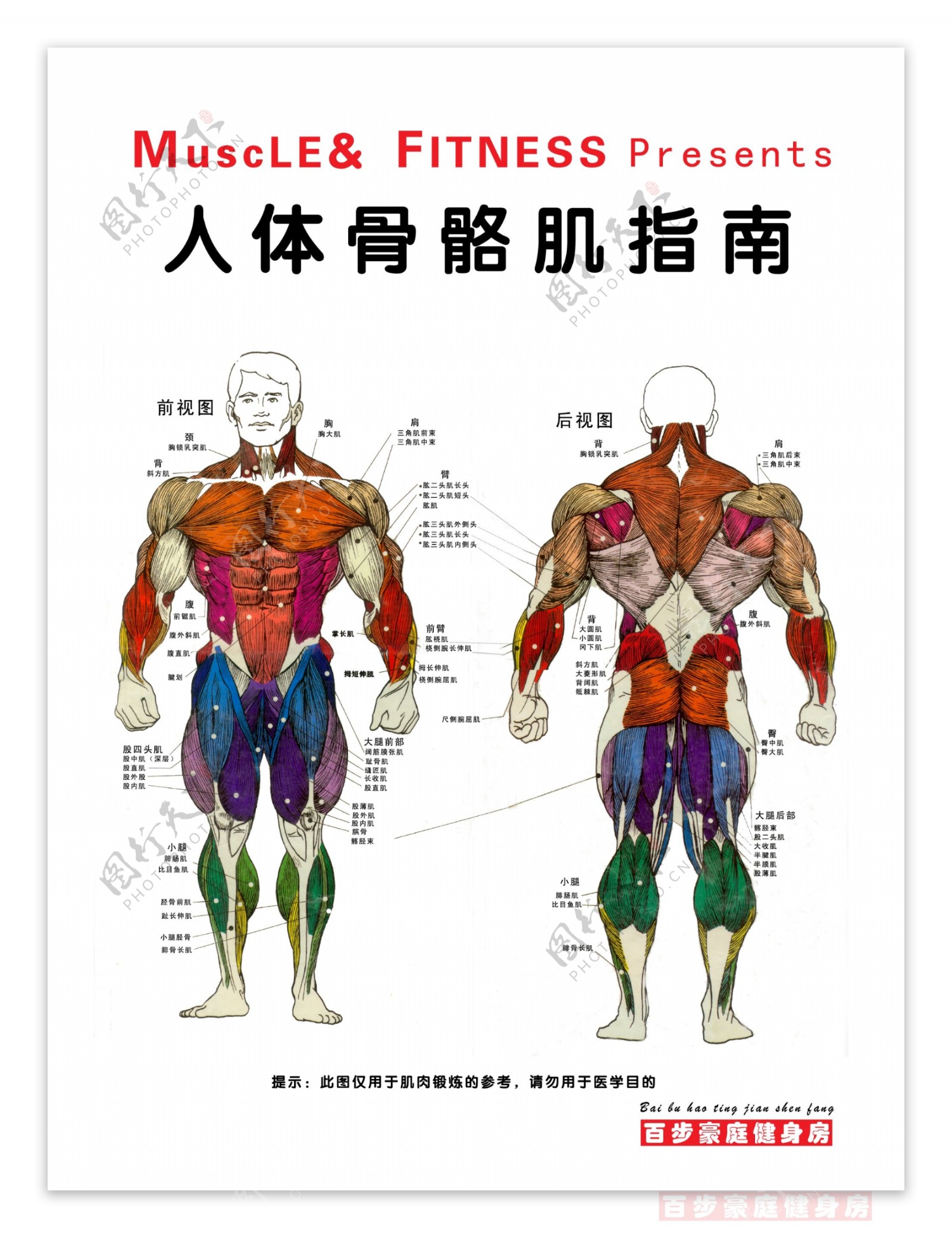 人体骨骼肌指南图片