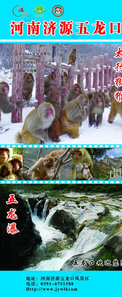 五龙口猕猴区图片