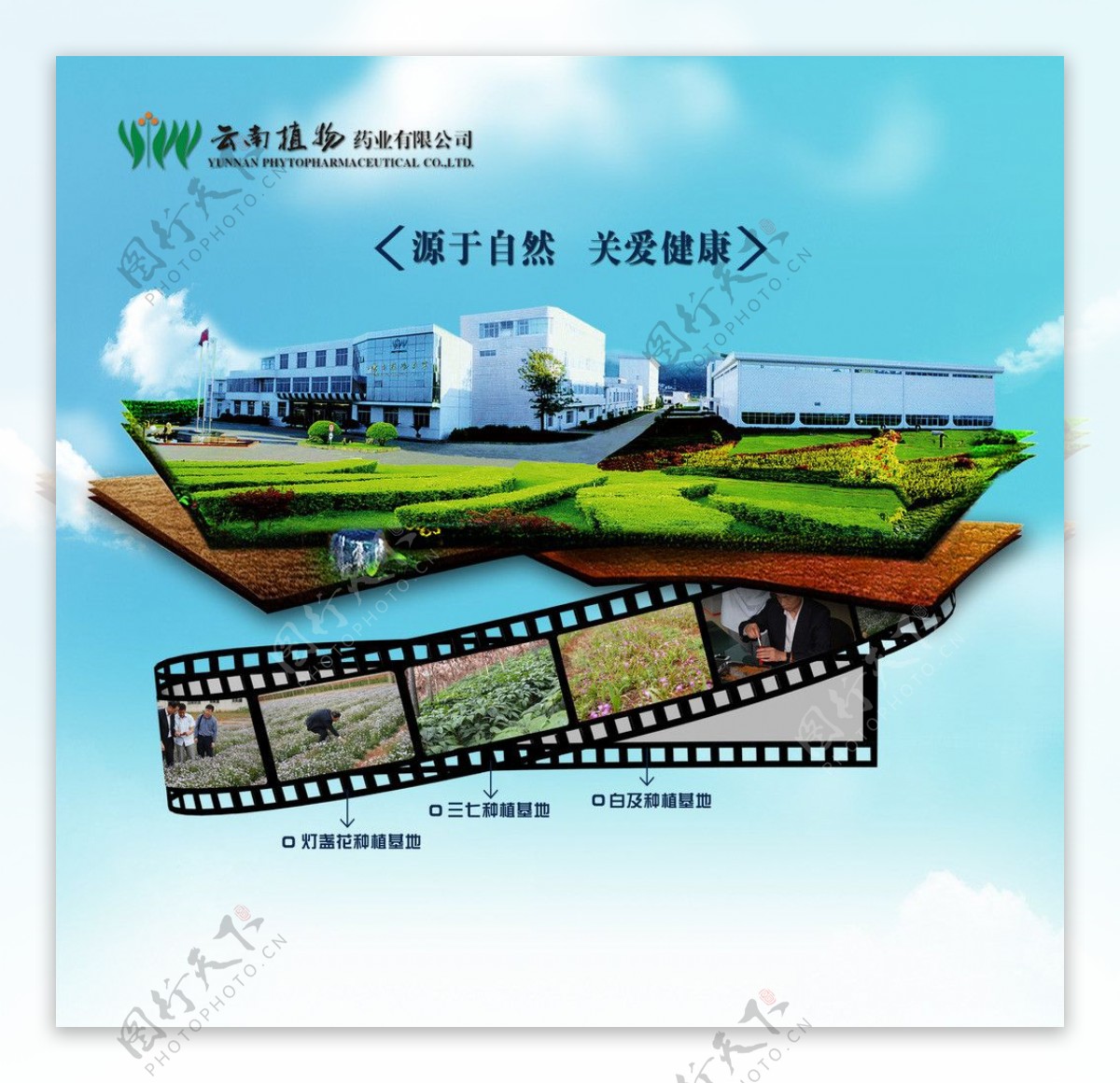 云南植物药业原料宣传图片