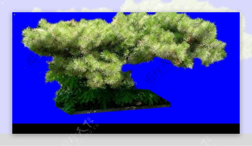 松树盆景树木类分层抠图PSD格式图片