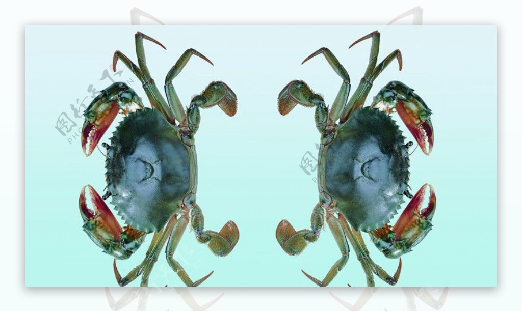 河蟹螃蟹图片