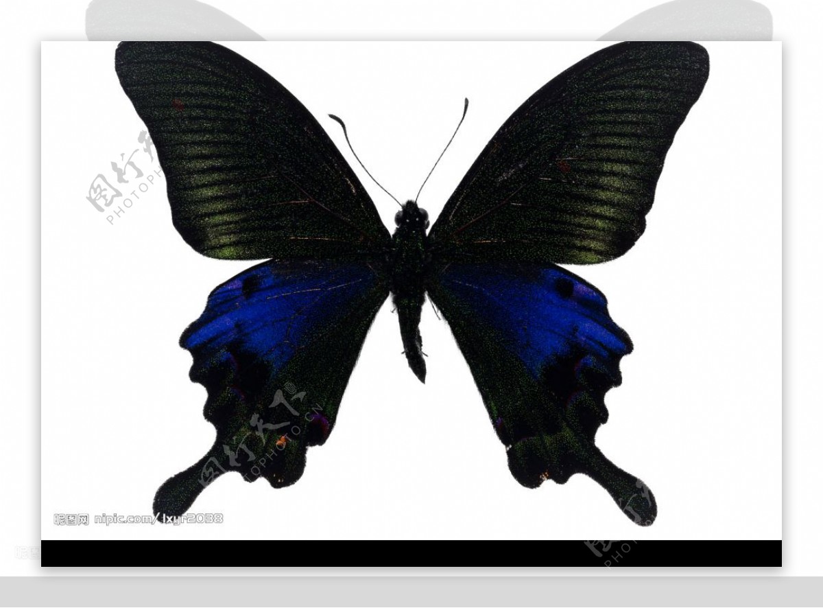 PSD高清素材蝴蝶图片