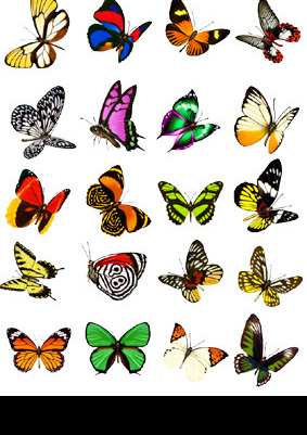 蝴蝶美丽的蝴蝶图片