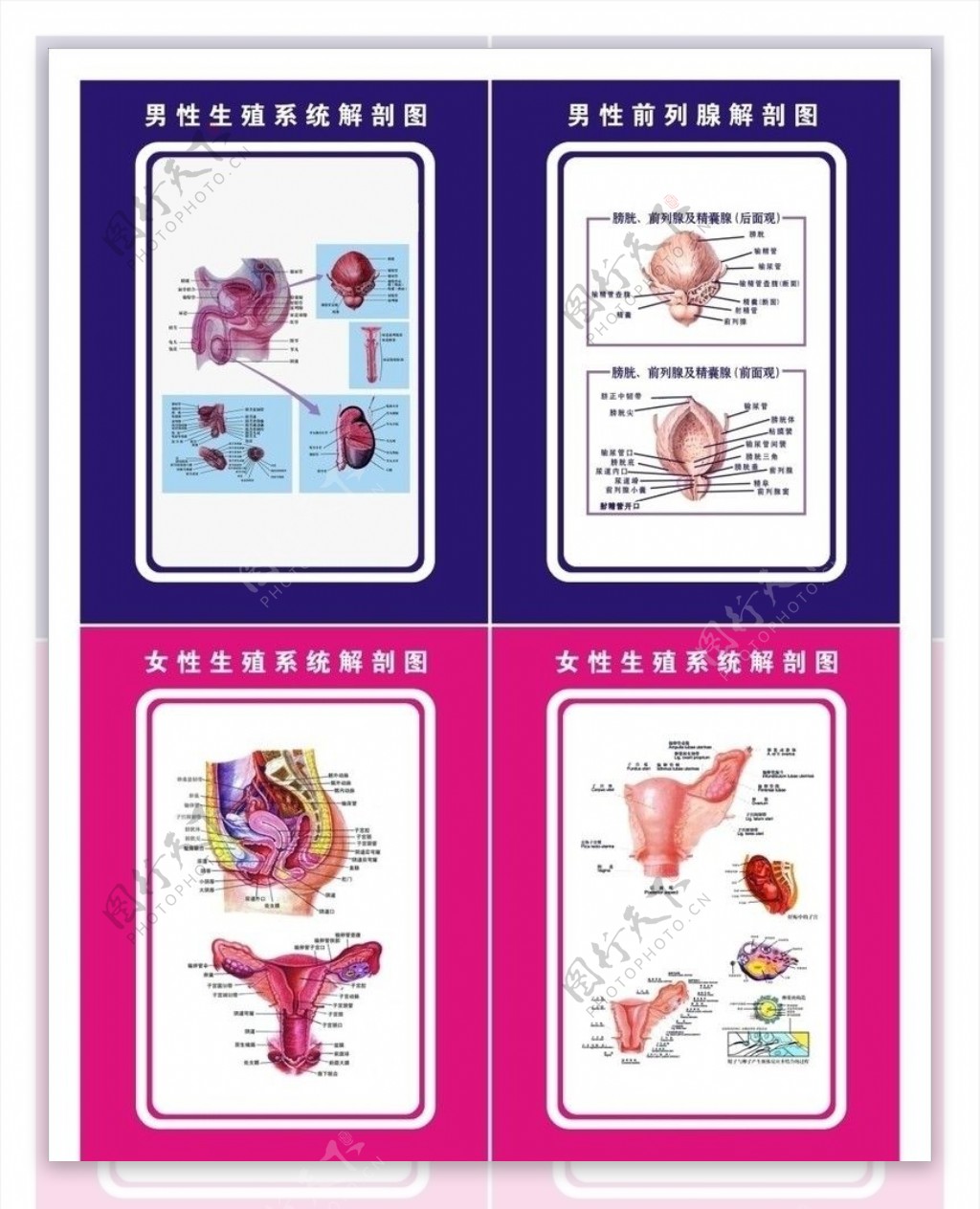 生殖剖析图图片