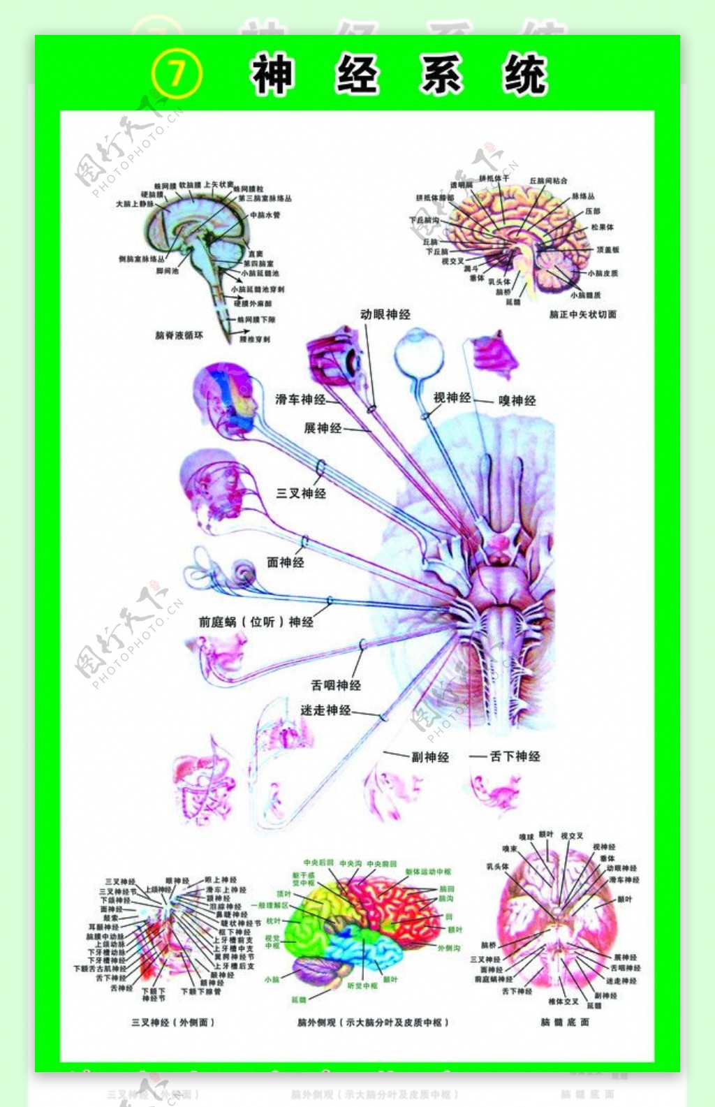 神经系统图片