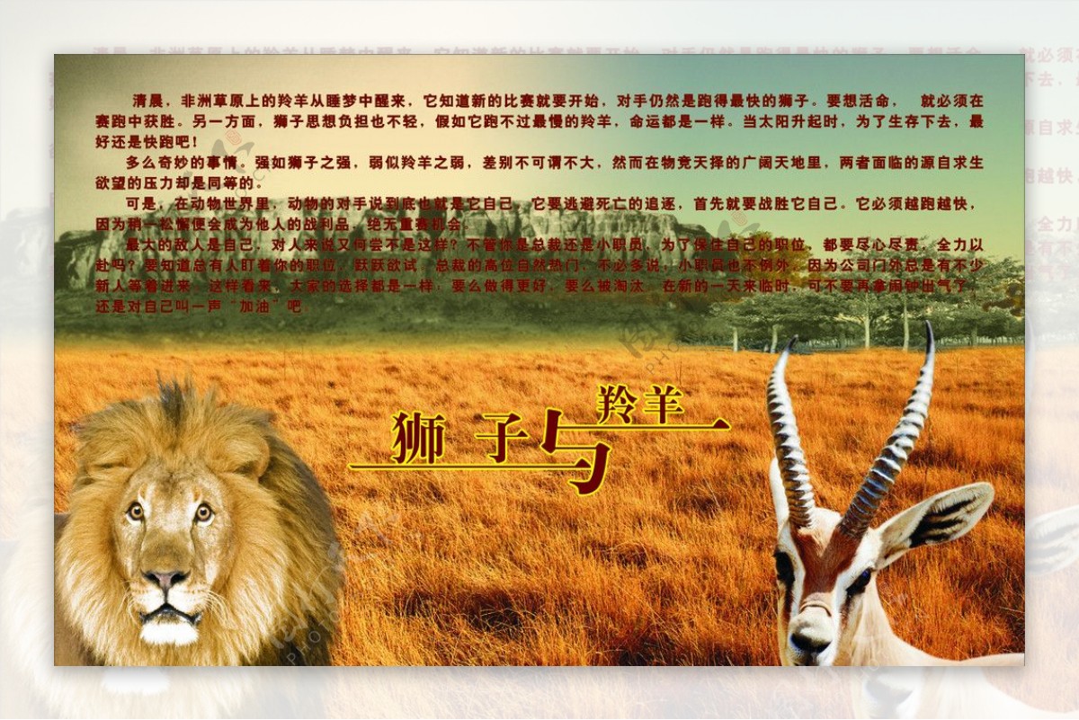 狮子与羚羊图片