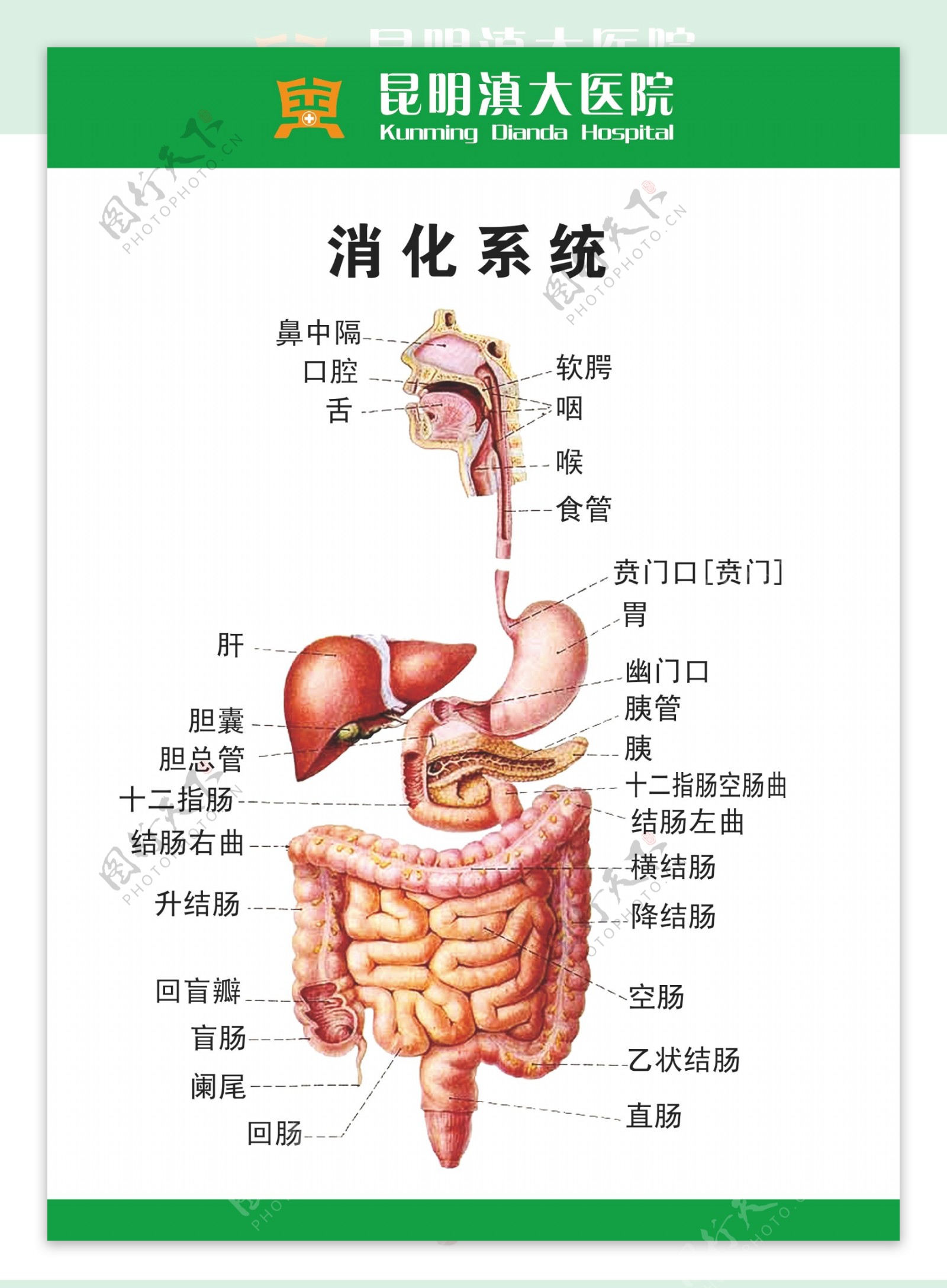 滇大医院肠胃图片