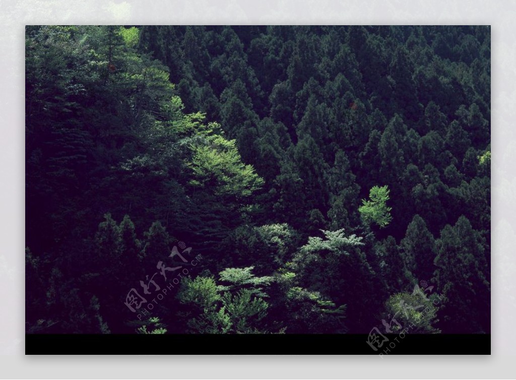 森林写照0019