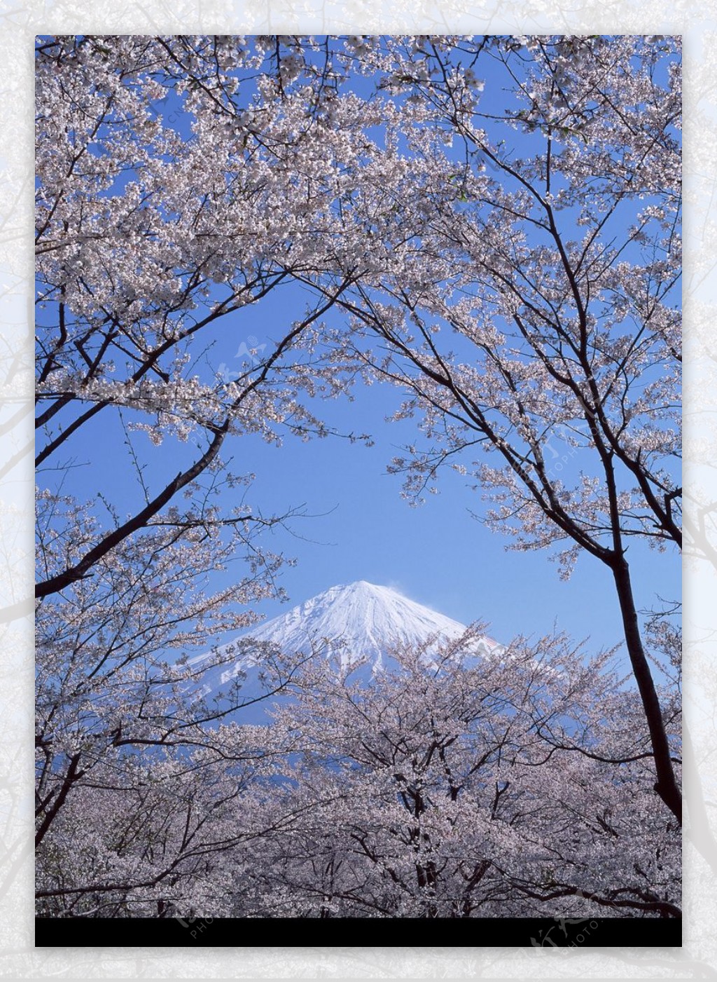 樱花与富士山0009