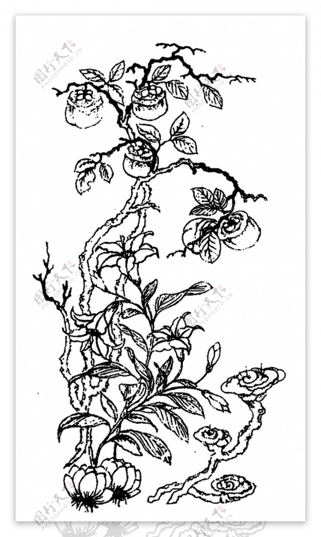 植物图案花纹0322