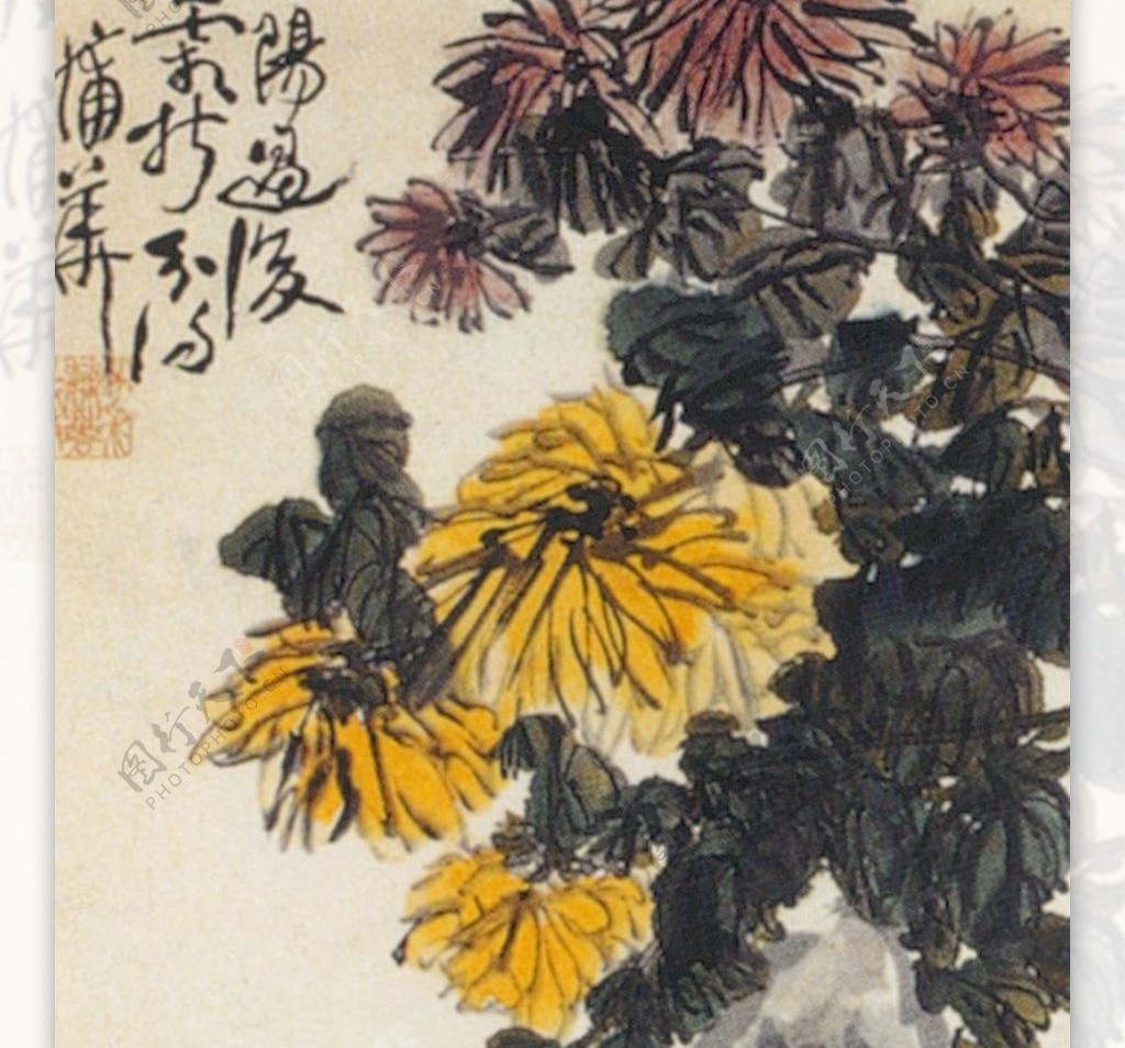 菊花图