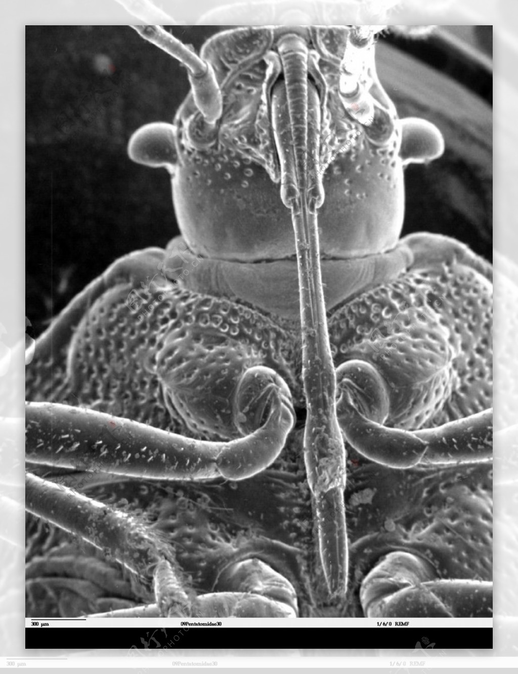 昆虫显微镜图片0043