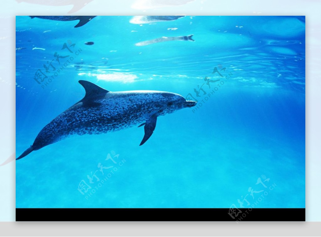 海豚鲸鱼企鹅0148