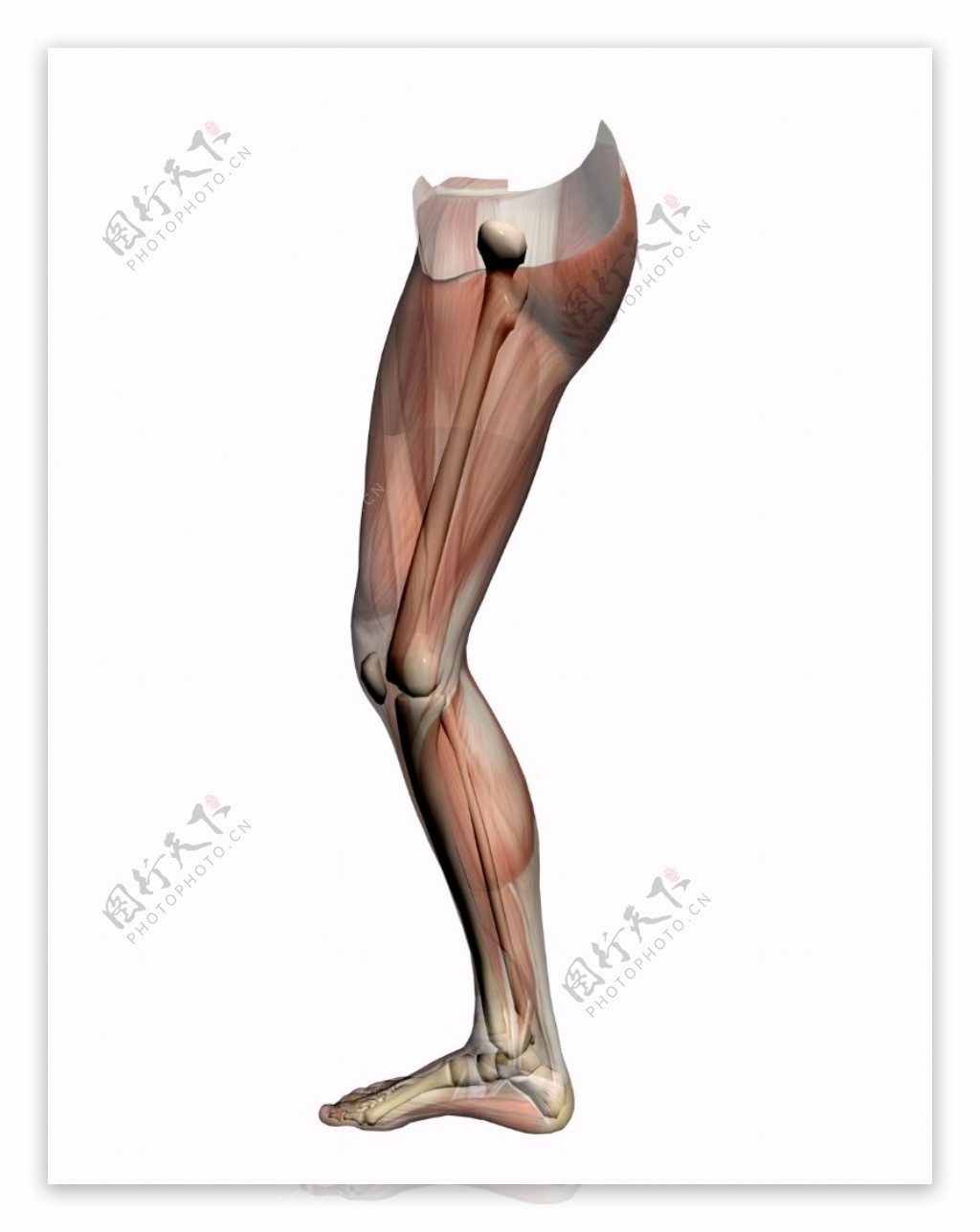 肌肉人体模型0156