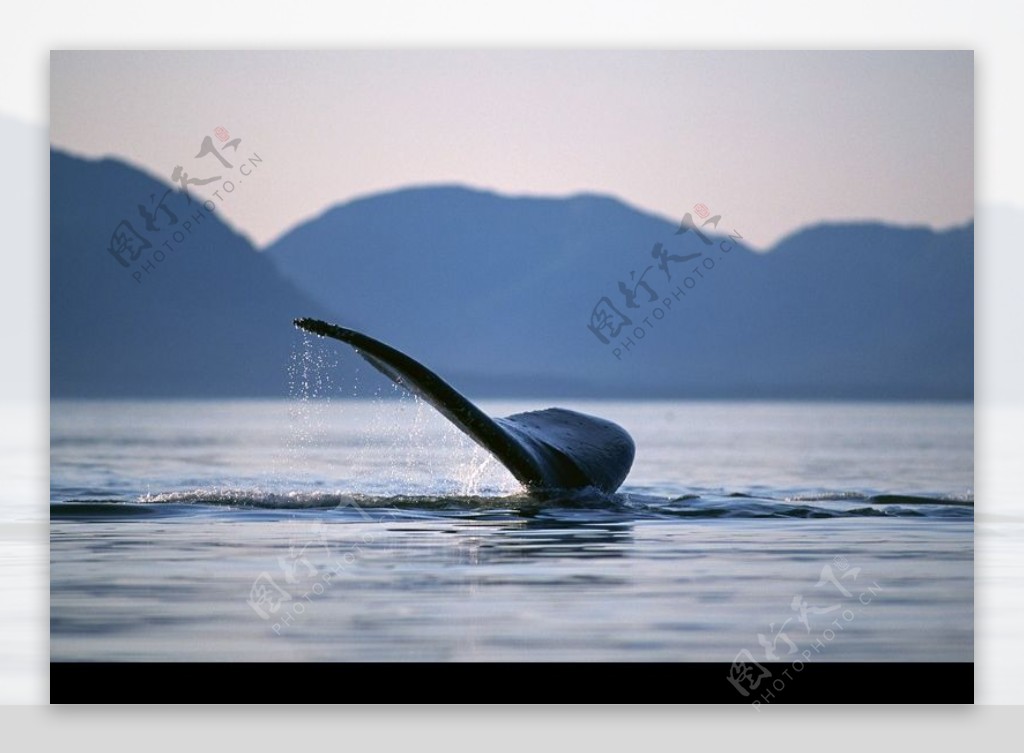 鲸鱼鲨鱼海豚0015