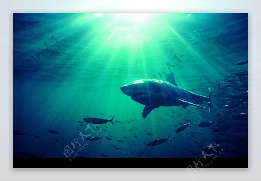 鲸鱼鲨鱼海豚0039